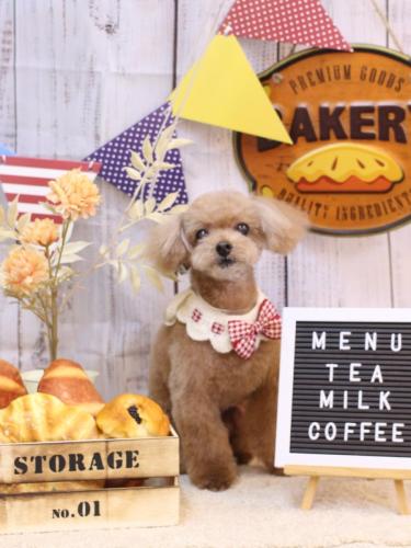 20240905マロンくん